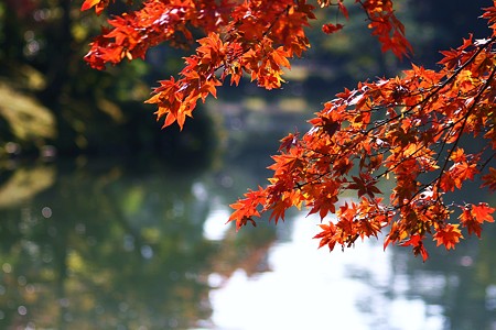 もみじ(5)　兼六園霞が池