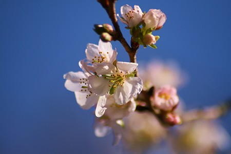 兼六園冬桜