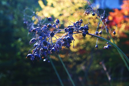 水草の実（金沢城公園）