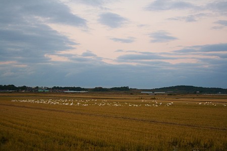 田園と白鳥