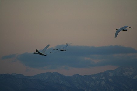 白鳥　白山連邦を背景に