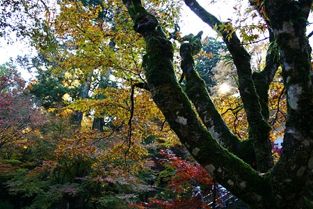 那谷寺　紅葉