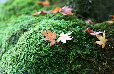 苔と落ち葉　（灯篭の上）