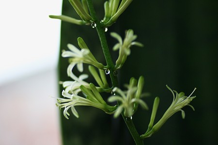 サンセベリアの花と滴(2)