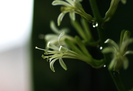 サンセベリアの花と滴(1)