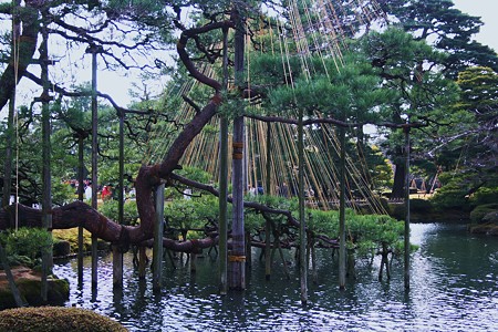 兼六園・唐崎の松