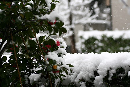 今日の雪と山茶花