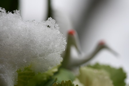 雪と鶴