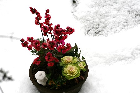 満開の梅と雪