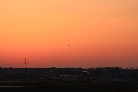 帰り道の夕焼け　鳥が三羽！