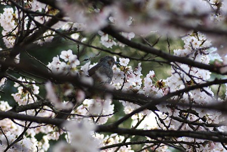 桜とヒヨドリ(2)