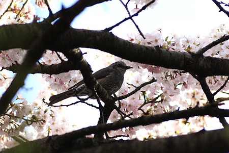 桜とヒヨドリ(1)