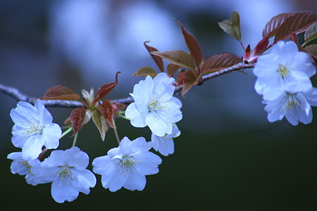 山桜　　兼六園