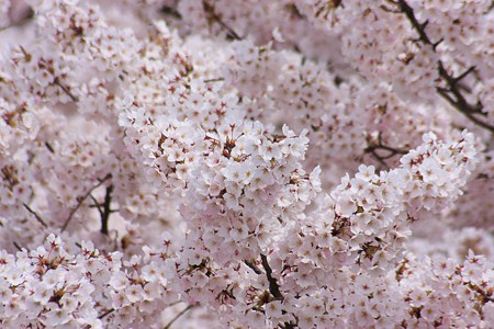 ソメイヨシノ満開　　兼六園