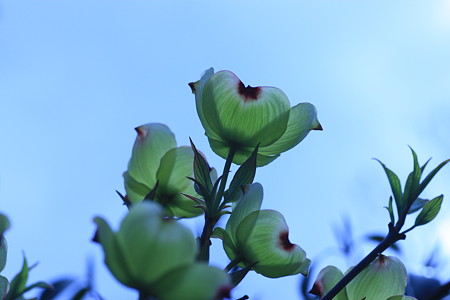 ハナミズキ開花(2)