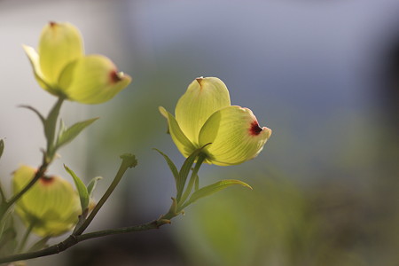 ハナミズキ開花(1)