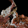 Photos: フラメンコ