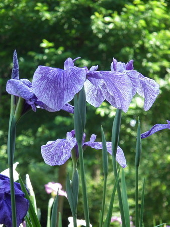 DSCF0175