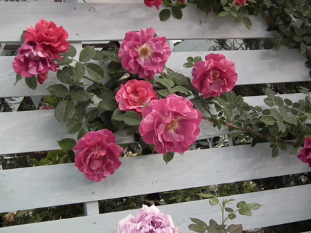 DSCF1142