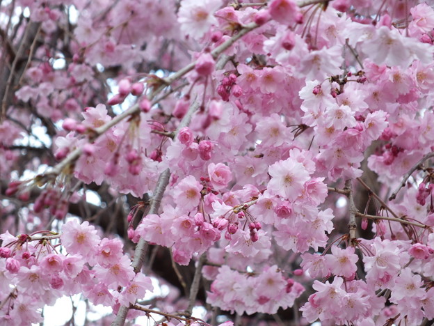 DSCF0575