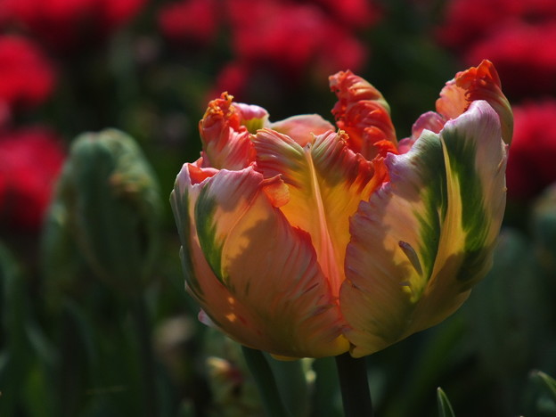 DSCF0227