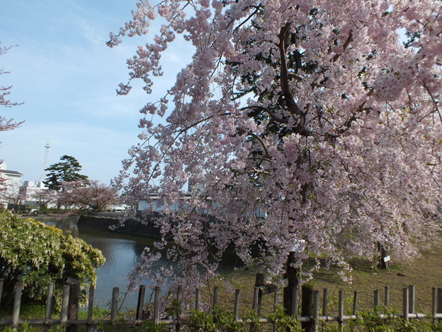 DSCF0449