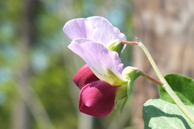 DSCF0375