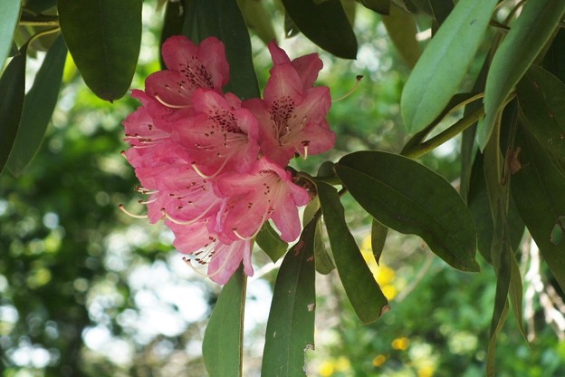 DSCF0004