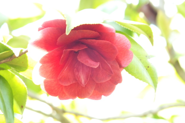 DSCF0186