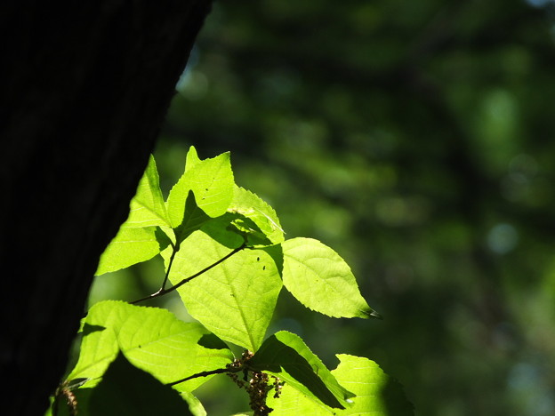 DSCF0027