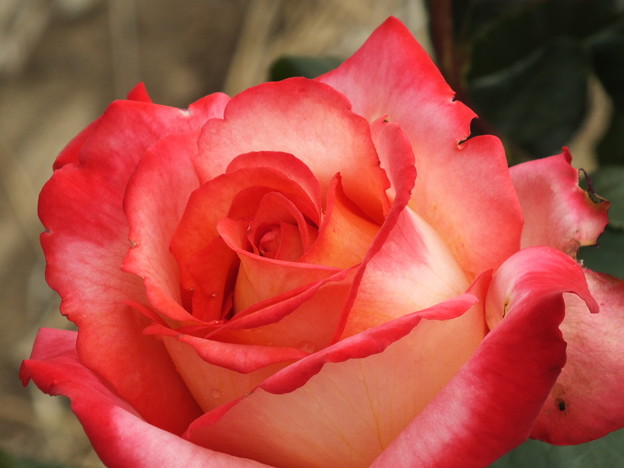 DSCF0332