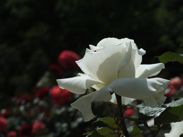 DSCF0253