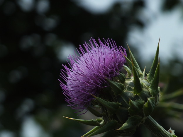 DSCF0171