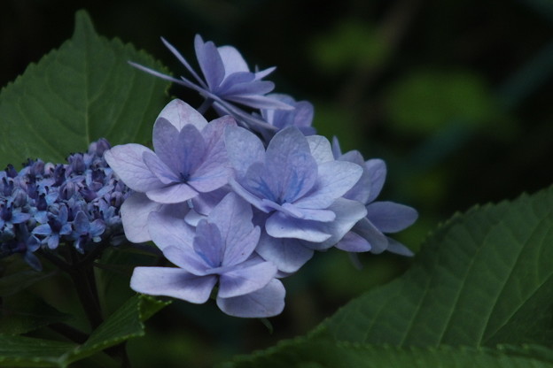 DSCF0075