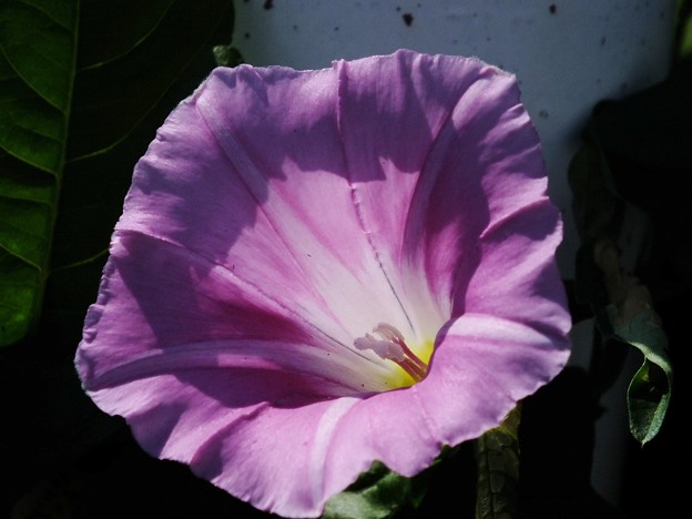 DSCF0003