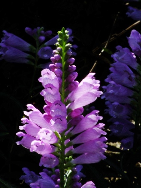 DSCF0106