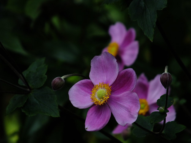DSCF0008