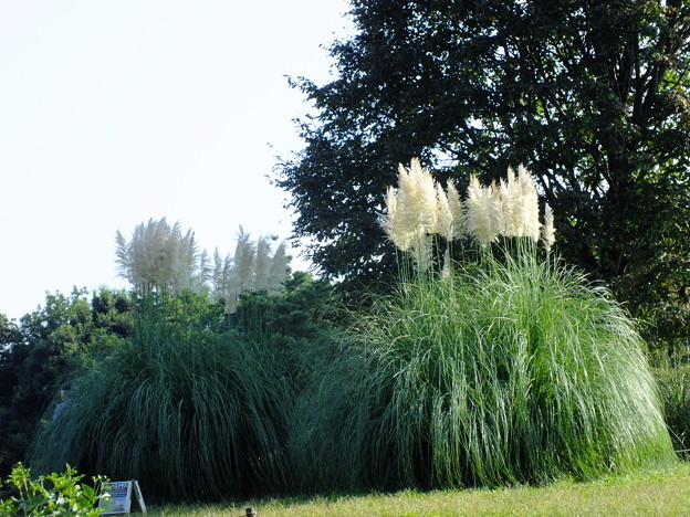 DSCF0467