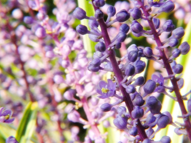 DSCF0558