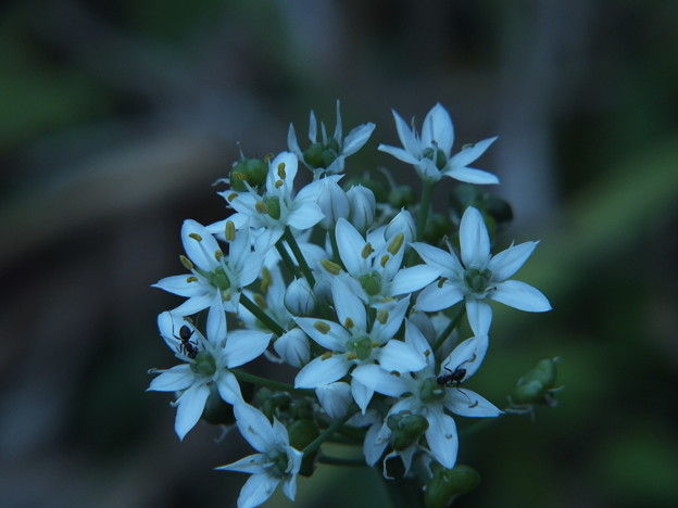 DSCF0037