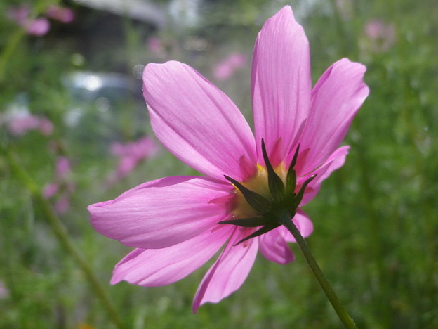 IMGP0418