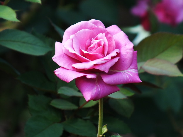 DSCF0389