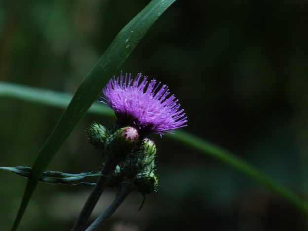 DSCF0429