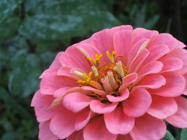 DSCF0278