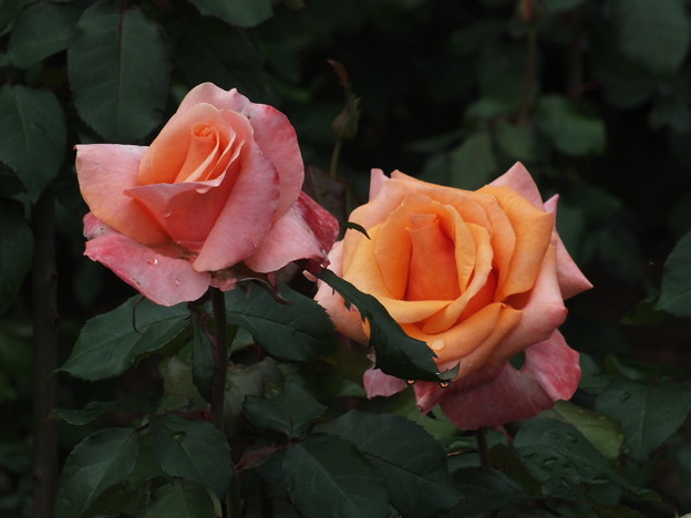 DSCF0125