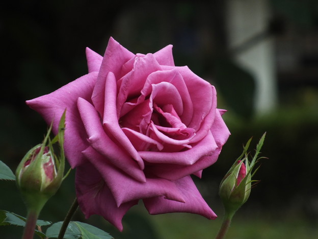 DSCF0135