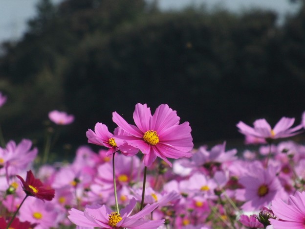 DSCF0051
