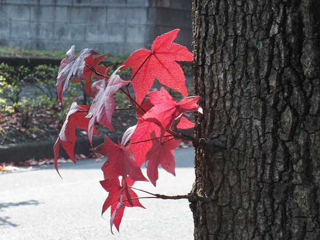 DSCF0005