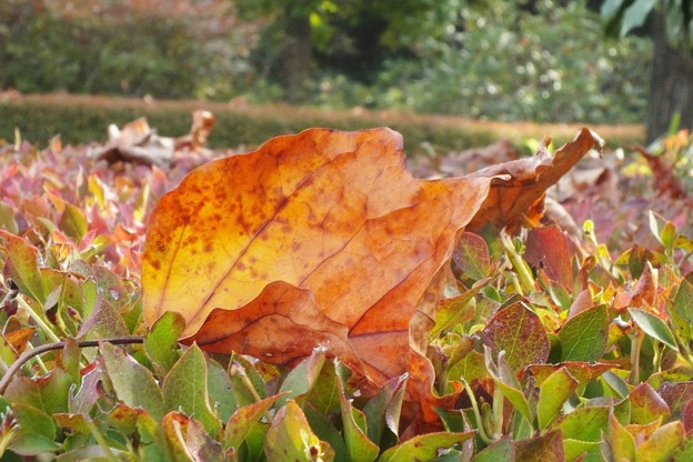 DSCF0471