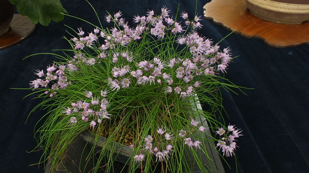 DSCF0379
